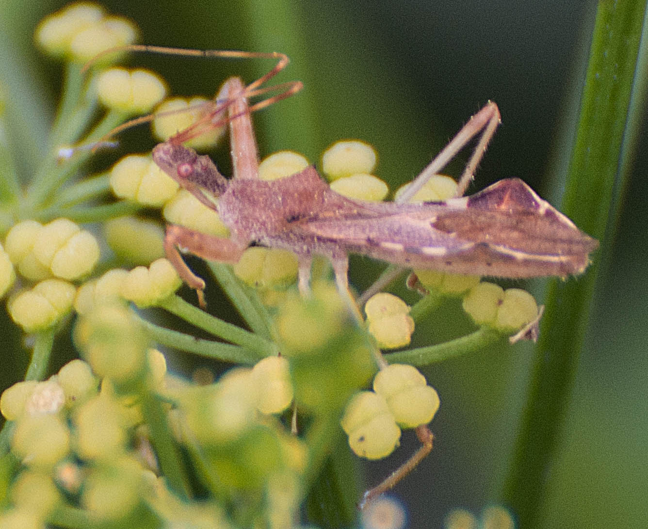 Reduvidae da confermare